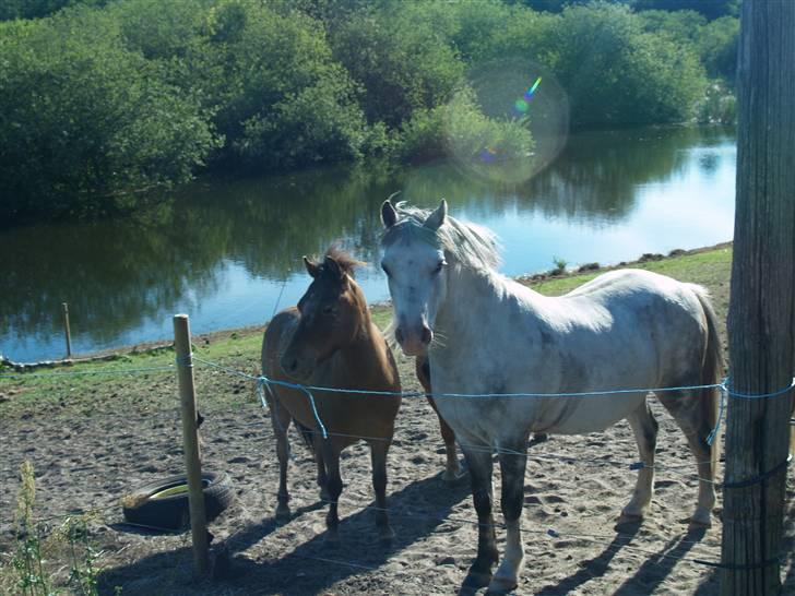 Welsh Pony af Cob-type (sec C) Atos *SOLGT* - ... :-) billede 3