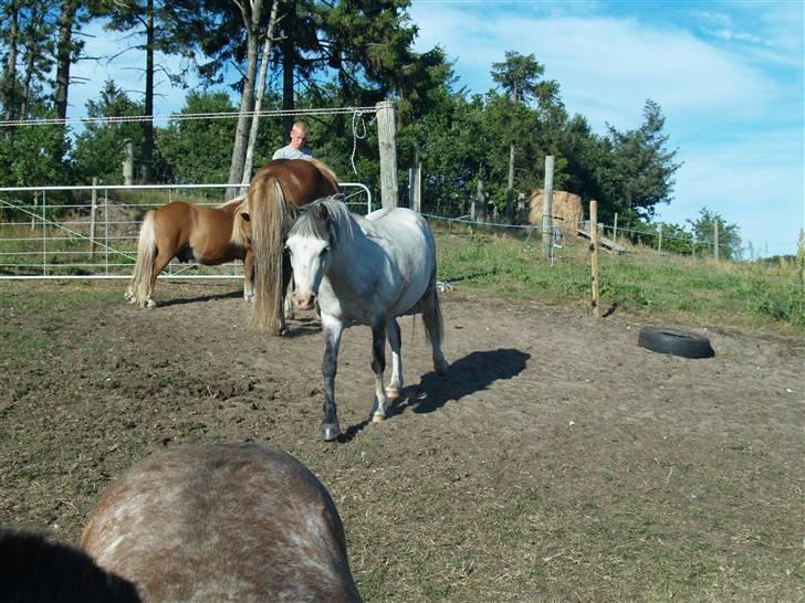 Welsh Pony af Cob-type (sec C) Atos *SOLGT* - :-) billede 4