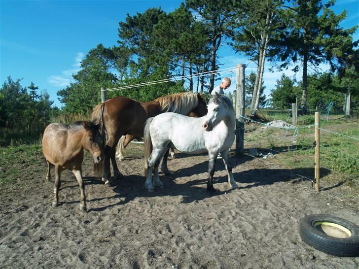 Welsh Pony af Cob-type (sec C) Atos *SOLGT* - her står de alle og hygger billede 5