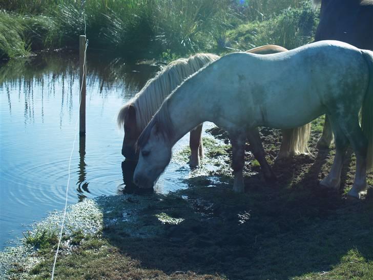 Welsh Pony af Cob-type (sec C) Atos *SOLGT* - De blev lidt tørstige...? billede 8