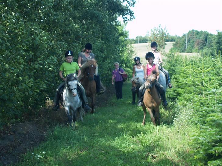 Welsh Pony af Cob-type (sec C) Atos *SOLGT* - (: billede 10