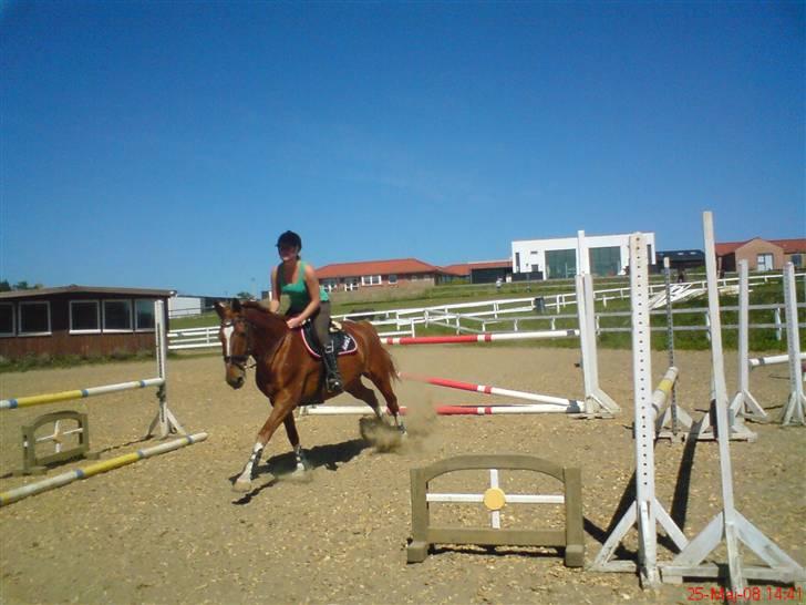 Anden særlig race Acorde Z - AFLIVET - Lige landet efter et lille spring. billede 15