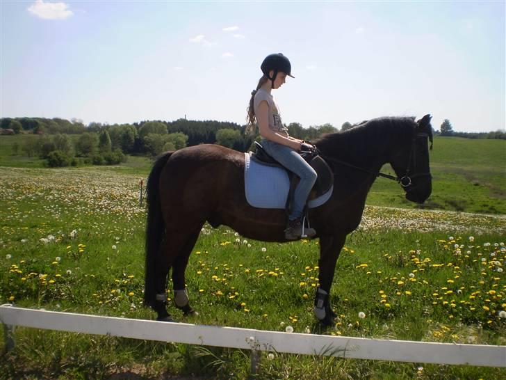 Anden særlig race TiMon  -solgt  - Mit Y-billede.. eller rettere et af dem ! Liige sommerhygge bag ved dressurbanen.. :o billede 14