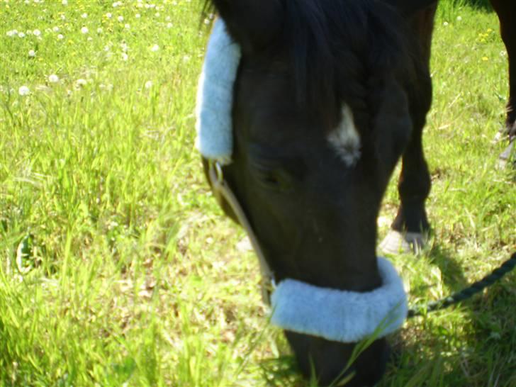 Anden særlig race TiMon  -solgt  - Fint hoved.. det må man jo indrømme! :P billede 16