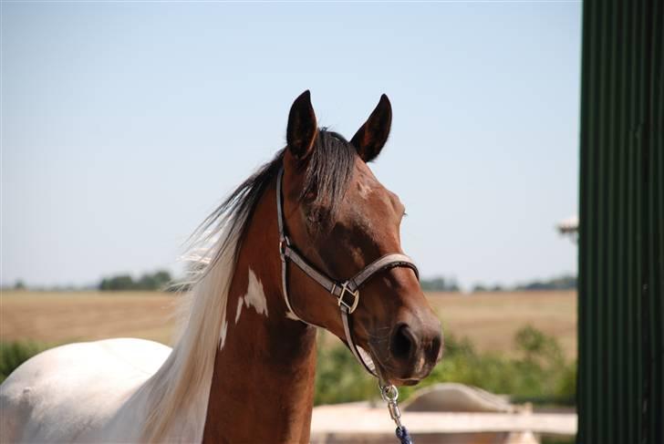 Pinto Intermezzo *SOLGT* - Her "poserer" vi for fotografen. billede 4