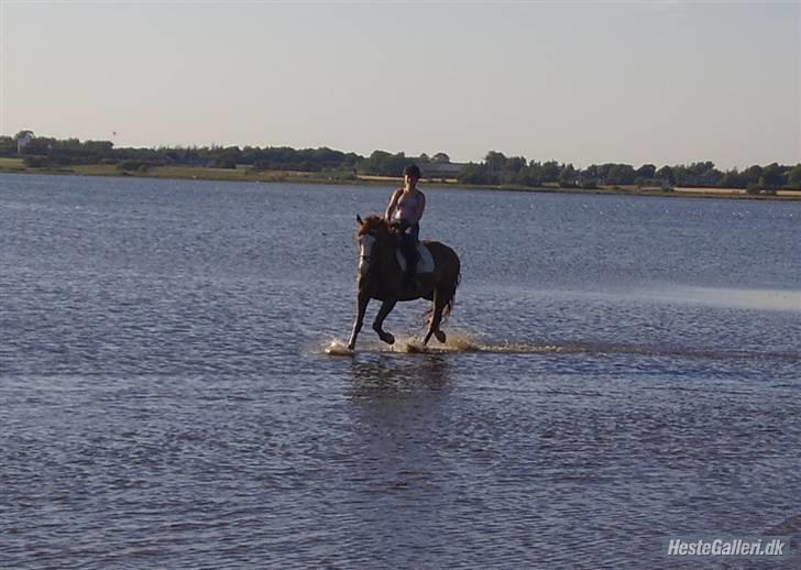 Tysk Oldenburger Ravelli (simeon) - Strandtur billede 15