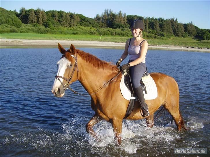 Tysk Oldenburger Ravelli (simeon) - Dejlig badetur billede 16