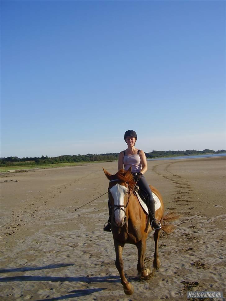 Tysk Oldenburger Ravelli (simeon) - I fuld galop billede 17