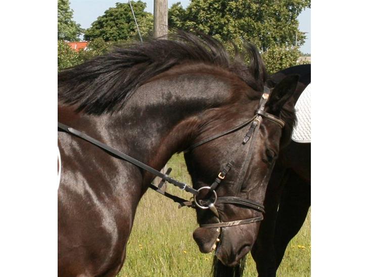 Anden særlig race TiMon  -solgt  -  - Velkommen til Monses profil -Her til sponsorstævne, vi fik 2.pladsen i springning.. metode B4 :o billede 1