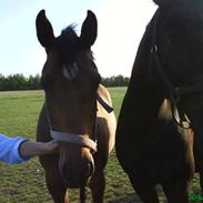 Dansk Varmblod Hedebo's Lavitta 