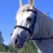 Welsh Cob (sec D) Mystery of History