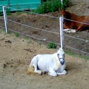 Welsh Cob (sec D) Mystery of History