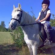 Welsh Cob (sec D) Mystery of History