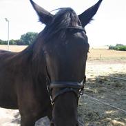 Oldenborg vestevangs king