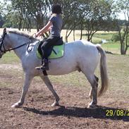 Appaloosa pegasus ER DØD