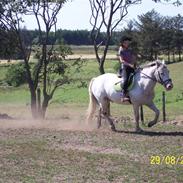 Appaloosa pegasus ER DØD