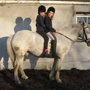 Appaloosa pegasus ER DØD