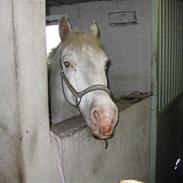 Appaloosa pegasus ER DØD