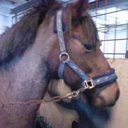 Anden særlig race Pegasus SOLGT<33 :(