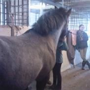 Anden særlig race Pegasus SOLGT<33 :(