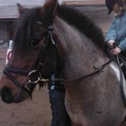 Anden særlig race Pegasus SOLGT<33 :(