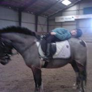 Anden særlig race Pegasus SOLGT<33 :(