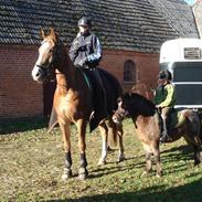 Knabstrupper McDonalds - solgt.