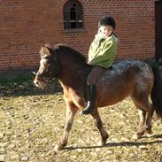 Knabstrupper McDonalds - solgt.