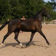 Hollandsk Varmblod Rubin