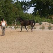 Hollandsk Varmblod Rubin