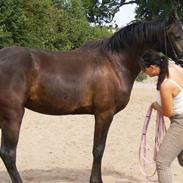 Hollandsk Varmblod Rubin