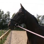 Hollandsk Varmblod Rubin