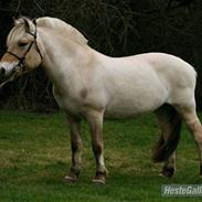 Fjordhest Shadow opr. Trine