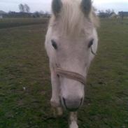 Dartmoor Kitti / Nekita frydenlund