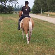 Anden særlig race    Troja  SOLGT