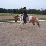 Anden særlig race    Troja  SOLGT