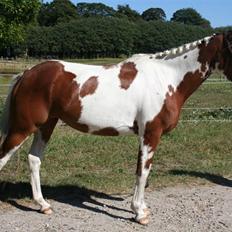 Pinto Society (Lady) SOLGT