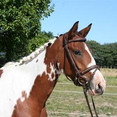 Pinto Society (Lady) SOLGT