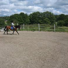 Dansk Varmblod Weronica 