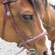 Dansk Varmblod Weronica 