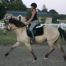 Connemara Django - SOLGT