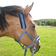 Dansk Varmblod Weronica 