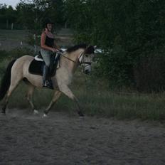 Connemara Django - SOLGT