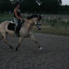 Connemara Django - SOLGT