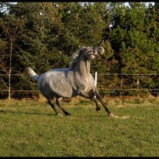 Knabstrupper Funder Nørhedes Rasmine 