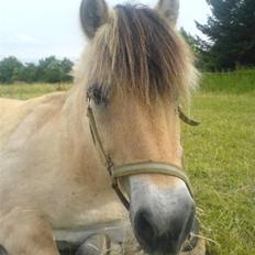 Fjordhest Buller <33 R.I.P. <33 