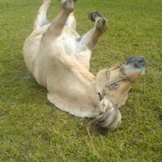 Fjordhest Buller <33 R.I.P. <33 