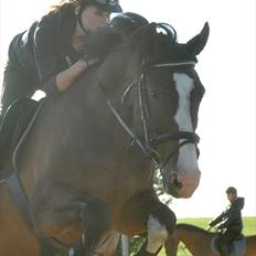 Dansk Varmblod Corazon