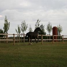 Oldenborg Damshauges Ferrai - R.I.P.