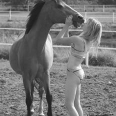 Anden særlig race Bailey Rough 